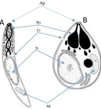 Fig.  3  -  Morfologia  do  parasita  (esporozoíto  A  e  merozoito  B),  desenho  esquemático  das  principais  estruturas Ro: roptrias; Ap: anel polar, Ct: citósfoma; N: núcleo; Mt: mitocôndria; adaptado do Centers for  Disease Control and Prevention (CD