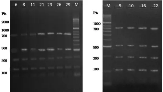 Figura 26 – Produtos ITS1-PCR digeridos com Rsa I (Electroforese em gel de agarose a 2,5%)                            (M – Marcador Molecular)  