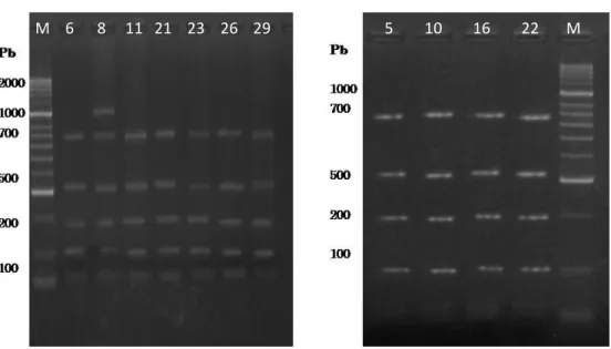 Figura 28 – Produtos ITS1-PCR digeridos com Alu I (Electroforese em gel de agarose a 2,5%)           (M – Marcador Molecular)  