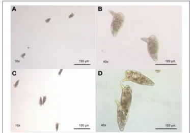 FIGURE 4 | Morphological difference between eggs from resistant strain and susceptible strain