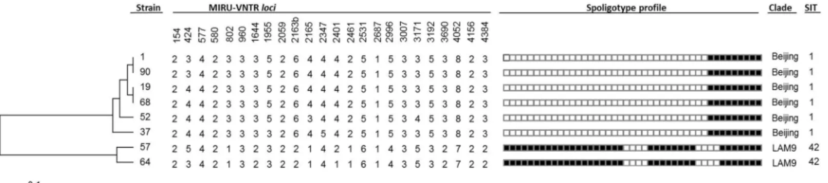 Fig 2. Dendogram based on the 24- loci MIRU-VNTR and spoligotyping profiles of the eight MDR M 