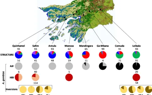 Figure 2.  Map of localities surveyed showing microsatellite-based genetic cluster composition  (STRUCTURE), and kdr frequency, human blood index and chromosome inversion frequency for  Anopheles gambiae