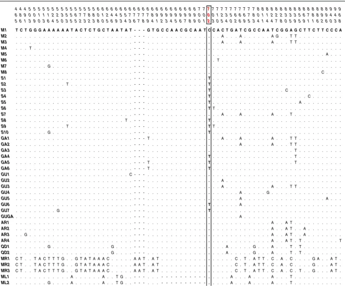 Figure 1 VGSC intron-1 (Int-1) polymorphism within the Anopheles gambiae complex. Nucleotide alignments show variable positions among Int-1 haplotypes