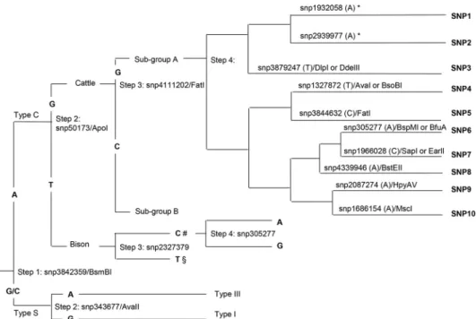 TABLE 3 SNP profiles of type C M. avium subspecies paratuberculosis isolates in phylogenetic subgroup A used in this study