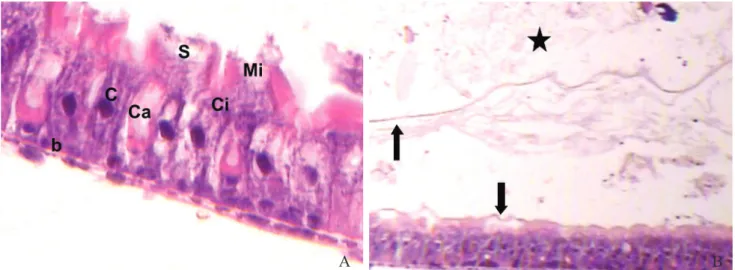 Fig. 3. Longitudinal histological slices of the midgut of S. frugiperda treated with 0.05% Neem oil stained with Hematoxila- Eosina(HE), showing: (A) HE- HE-400x: nucleus[arrowhead], columnar cell [C] and microvilosities [Mi]; (B) HE-100x: ectoperitrophic 