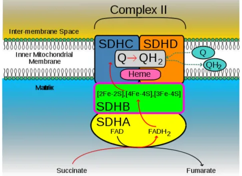 Figura 3. Complexo enzimático SDHx. As subunidades C (SDHC) e D (SDHD) são hidrofóbicas e  constituintes da membrana mitocondrial