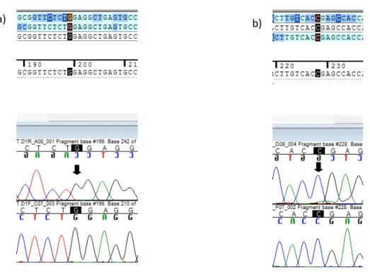 Figura 15. Eletroferogramas de indivíduo controle para as mutações Trp5X (a) e Pro53Leu (b).