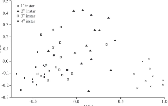 Table II. Percent of correct grouping of individual specimens of nymphs of  Pineus boerneri reared on Pinus spp