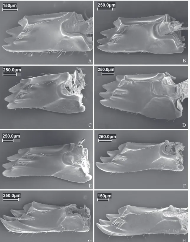 Fig. 5. Mesal view of mandible in: A- An. pallens; B- An. paraensis; C- P. vespiceps; D- P