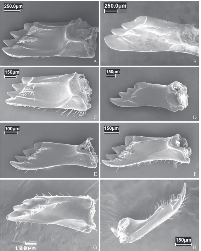 Fig. 6. Mesal view of mandible in: A- P. sericea; B- P. depressa; C- C. globiventris; D