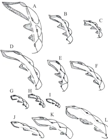 Fig. 3. Apical view of mandible in: A- P. carnifex; B- A. pallens; C- A.