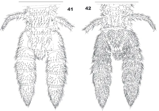 FIGure 41: Ityphilus betschi sp. nov., (male holotype): Penultimate  and ultimate leg-bearing segments, and postpedal segments, dorsal
