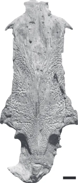 FIGURA 2: Techo craneano de G. ancestralis nov. MAP BAR  3839-26 (holotipo) en vista dorsal