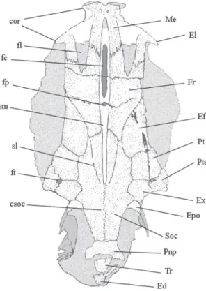 FIGURA 3: Esquema basado en el holotipo de G. ancestralis indi- indi-cando los principales caracteres osteológicos