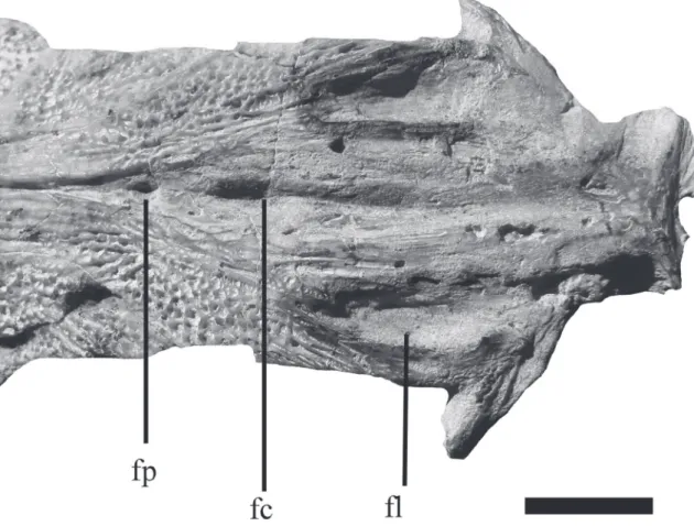 FIGURA 4: MAP BAR 3839-26 (holotipo), porción anterior del cráneo en vista dorsal. Abreviaturas: fc: fontanela craneana; fl: fenestra  lateral; fp: fontanela posterior