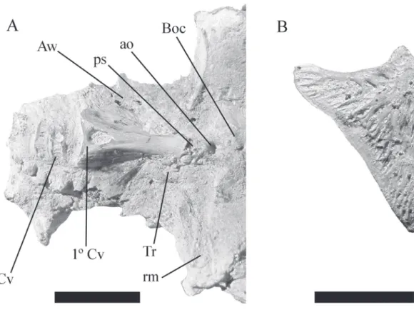 FIGURA 5: MAP BAR 3839-26 (holotipo): A, vista ventral de la porción posterior del cráneo, aparato de weber y primeras vertebras pre- pre-caudales; B, opérculo derecho en vista lateral