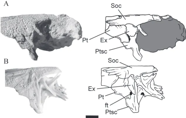 FIGURA 6: Porción posterior del cráneo en vista lateral izquierda: A, Genidens ancestralis (MAP BAR 3839-26); B, G