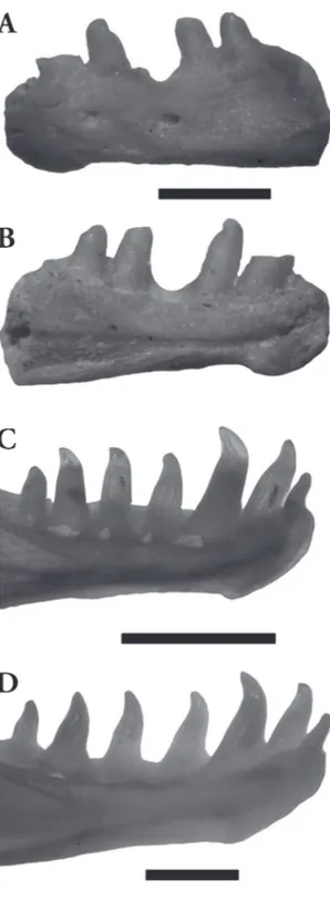 FIGURA 2:  A-B, Anops kingii (MRJP P555) dentario izquierdo  incompleto en vistas: A, labial; B, lingual