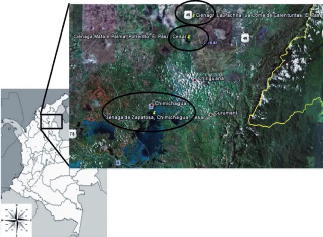 FIgURA 1: Mapa donde se muestran a grandes rasgos los sitios de muestreo en el complejo cenagoso de Zapatosa, departamento de Cesar,  Colombia