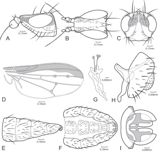 FIgURE 4: Trigonometopus mariae sp. nov. (A) Head, lateral view. (B) Head, dorsal view
