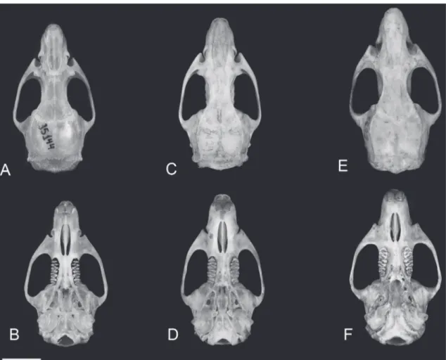 FIGURE  4: Dorsal and ventral view of skulls of Holochilus  spp.  A: H.  chacarius (MZUSP 35144)