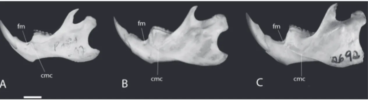 FIGURE 7: Lateral view of the mandible of Holochilus spp. A: H. chacarius (MZUSP 35145)