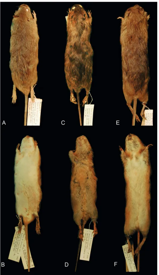 FIGURE  1: Dorsal and ventral views of skin of Holochilus  spp.  A:  H.  chacarius (MZUSP 13462)