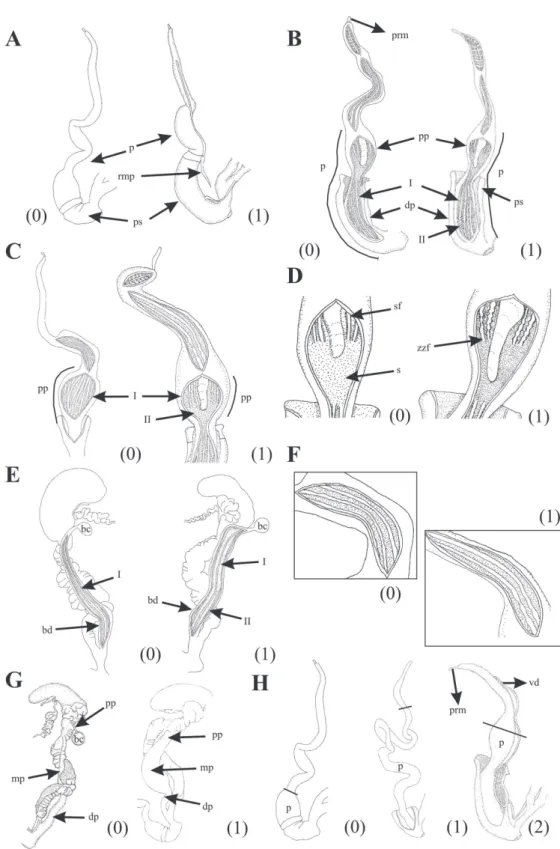 FIGURE 6: (A) Character 58. Penis sheath and retractor penis muscle (arrow). (B) Characters 59, 60