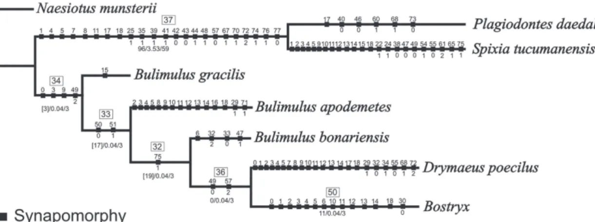 FIGURE 7: Cladogram showing relationships of the Bostryx with Odontostomidae and remaining Bulimulidae