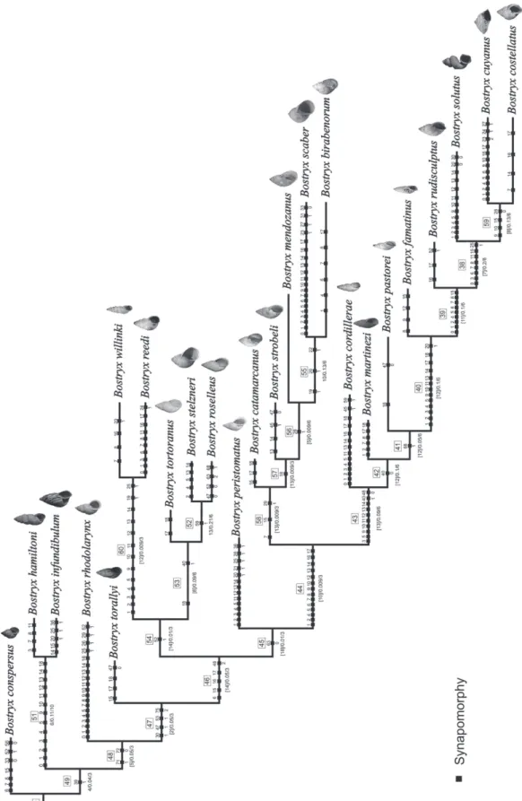 FIGURE 8: Optimal tree obtained from the matrix under implied weighting. Numbers within empty squares are node numbers