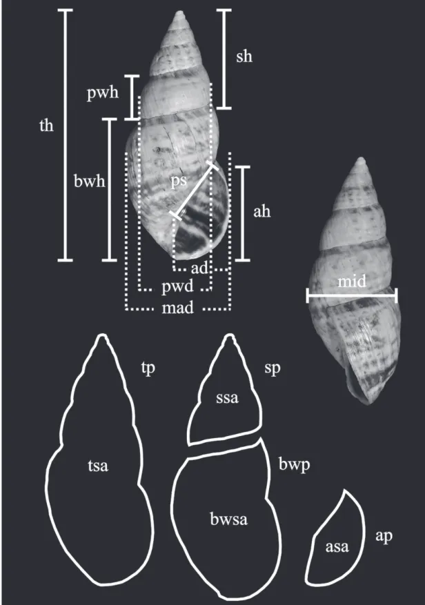 FIGURE 1: Continuous characters: Shell measurements. Abbreviations: ad: apertural diameter; ah: apertural height; ap: apertural perim- perim-eter; asa: apertural surface area; bwh: body whorl height; bwp: body whorl perimperim-eter; bwsa: body whorl surfac