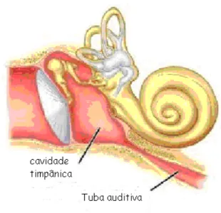 FIGURA 3 – Tuba auditiva. 
