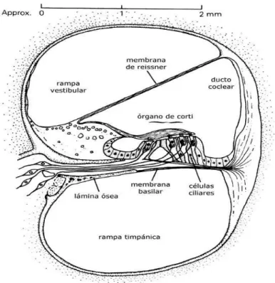 FIGURA 5 – Corte longitudinal da cóclea. 