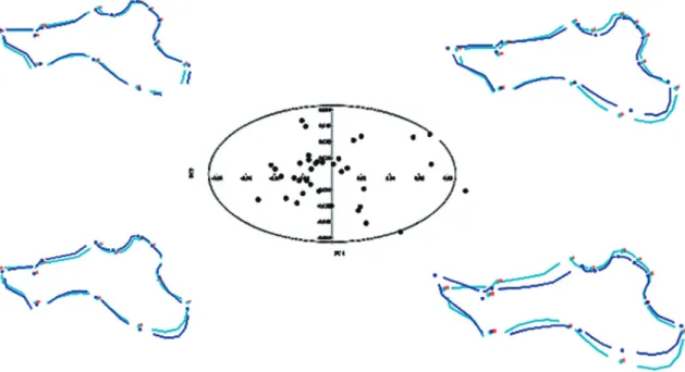 FIGURE 2: Principal Component Analysis scatter plot for first two axes, which explained 54.8% (PC1 + PC2 = 33.5 + 21.3%) of the total  observed variance, for Hydrochoerus hydrochaeris mandibles (n = 37)