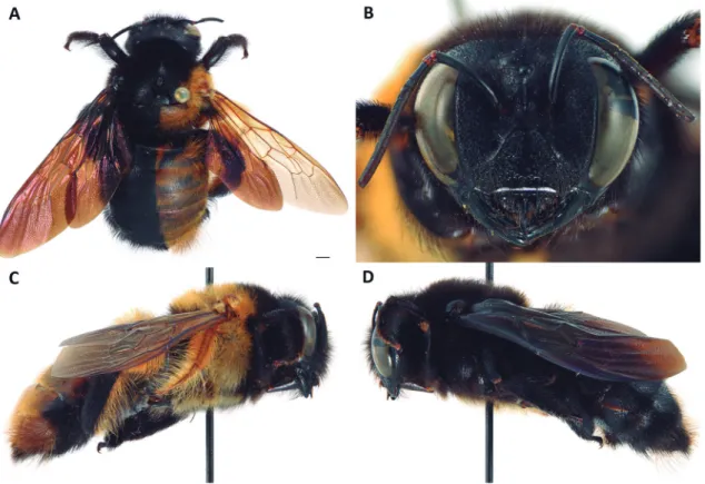 FIGURE 1: Gynandromorph of Xylocopa (Neoxylocopa) darwini Cockerell, 1926: (A) Dorsal habitus; (B) Head in frontal view; (C) Right  lateral habitus; (D) Left lateral habitus