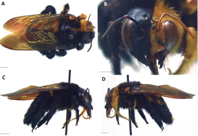 FIGURE 2: Gynandromorph of Xylocopa (Neoxylocopa) varipuncta Patton, 1879: (A) Dorsal habitus; (B) Head in frontal view; (C) Right  lateral habitus; (D) Left lateral habitus