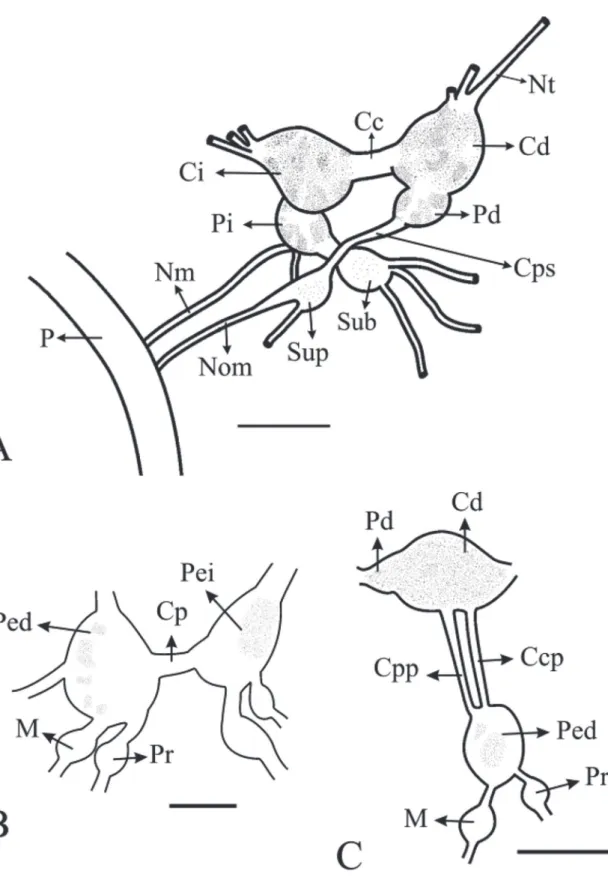 FIGURA 11: Esquemas del sistema nervioso de Potamolithus supersulcatus. A: Vista dorsal del sistema nervioso central