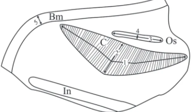 FIGURA 2: Medidas de la cavidad del manto de Potamolithus su‑