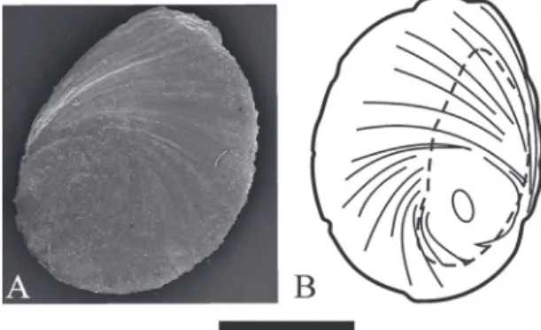 FIGURA  5: Opérculo de Potamolithus supersulcatus procedentes  del lote MLP-Ma  14188