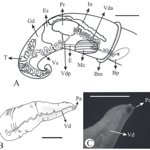FIGURA 10: Reproductor masculino de Potamolithus supersulcatus. A: Vista general. B: Esquema del pene