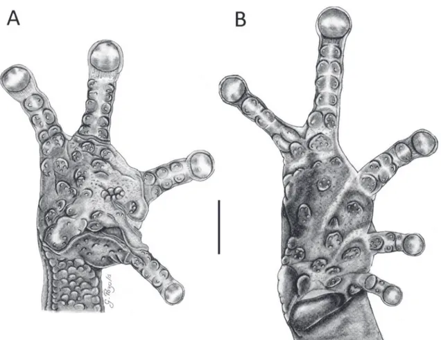 FIGURA 3: Mano y pie de Pristimantis muranunka sp. nov. (MEPN 14721) (A) = vista palmar, (B) = vista plantar