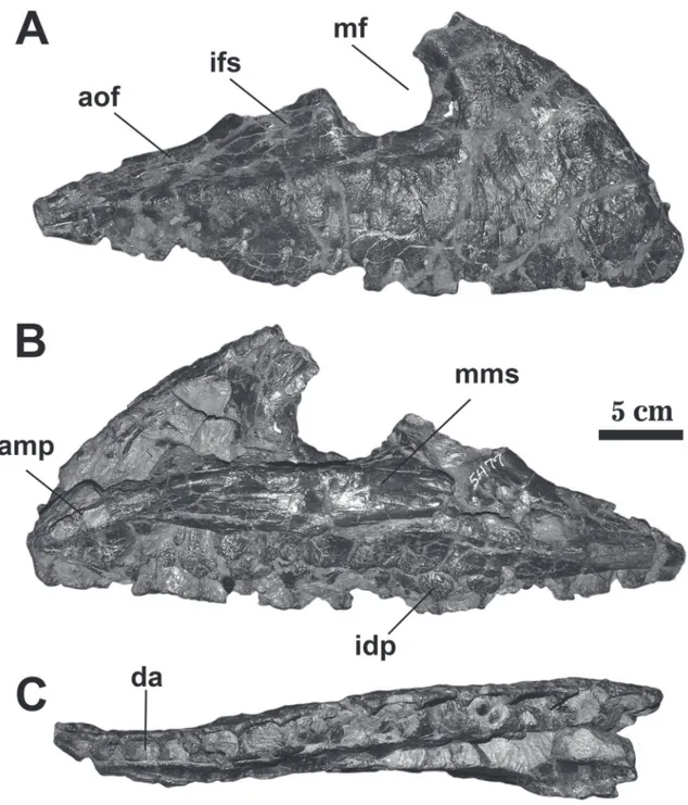 FIGURE 1: Right maxilla of Daspletosaurus sp. (AMNH FARB 5477). In, (A) lateral, (B) medial and (C) ventral view