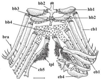 Fig. 2. Branchial skeleton of Cruciglanis pacifici, paratype.