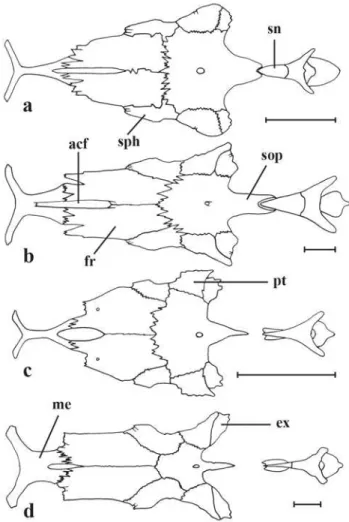 Fig. 5. Forms and pattern of coloration of the caudal fin. a.