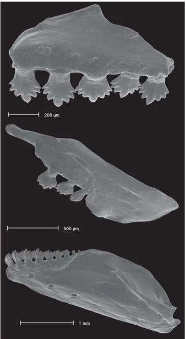 Fig. 15. Dentition of Odontostilbe ecuadorensis, KU 13524, male 43.5 mm SL. SEM photograph of left side premaxilla (top), maxilla (middle), and dentary (bottom).