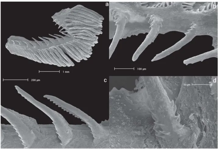 Fig. 16. First gill arch of Odontostilbe ecuadorensis, FMNH 113514, male 40.6 mm SL (photos a, b, d)