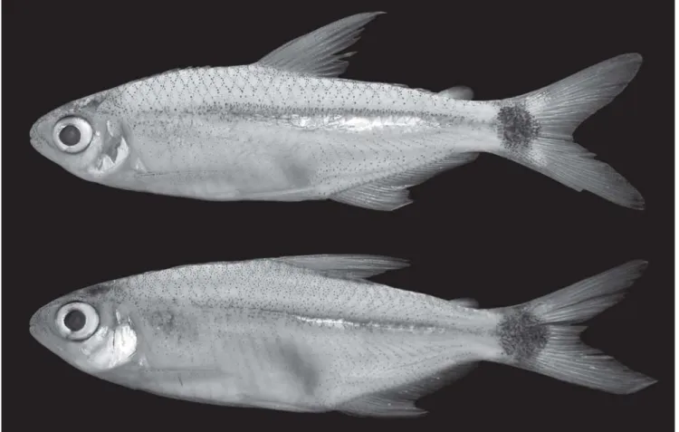 Fig. 1. Neotype of Odontostilbe fugitiva, MUSM 27501, male 34.6 mm SL (top), and specimen NRM15719, female 35.2 mm SL (bottom).