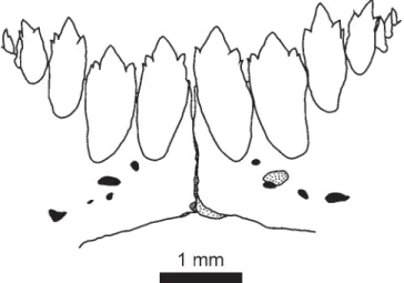 Fig. 1. Frontal view of dentary teeth of Astyanax henseli, MNRJ 22214, 70.2 mm SL, rio Forqueta, tributary of the rio Taquari, Rio Grande do Sul, Brazil.