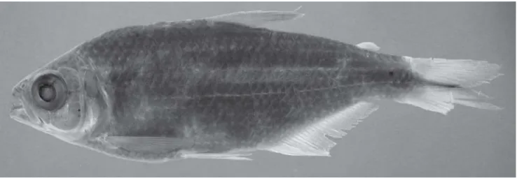 Fig. 4. Astyanax henseli, MNRJ 14186, 64.5 mm SL, female, arroio do Carvalho, rio dos Sinos drainage, Vila do Carvalho, na estrada Santo Antônio da Patrulha - Vila Caraá, Santo Antônio da Patrulha, Rio Grande do Sul, Brazil.