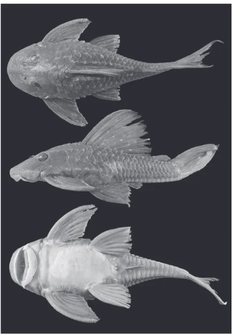 Fig. 1. Hypostomus multidens, holotype, MZUEL 4712, 195.4 mm SL, Brazil, State of Paraná, Londrina, distrito de Maravilha, rio Tibagi basin, rio Taquara.